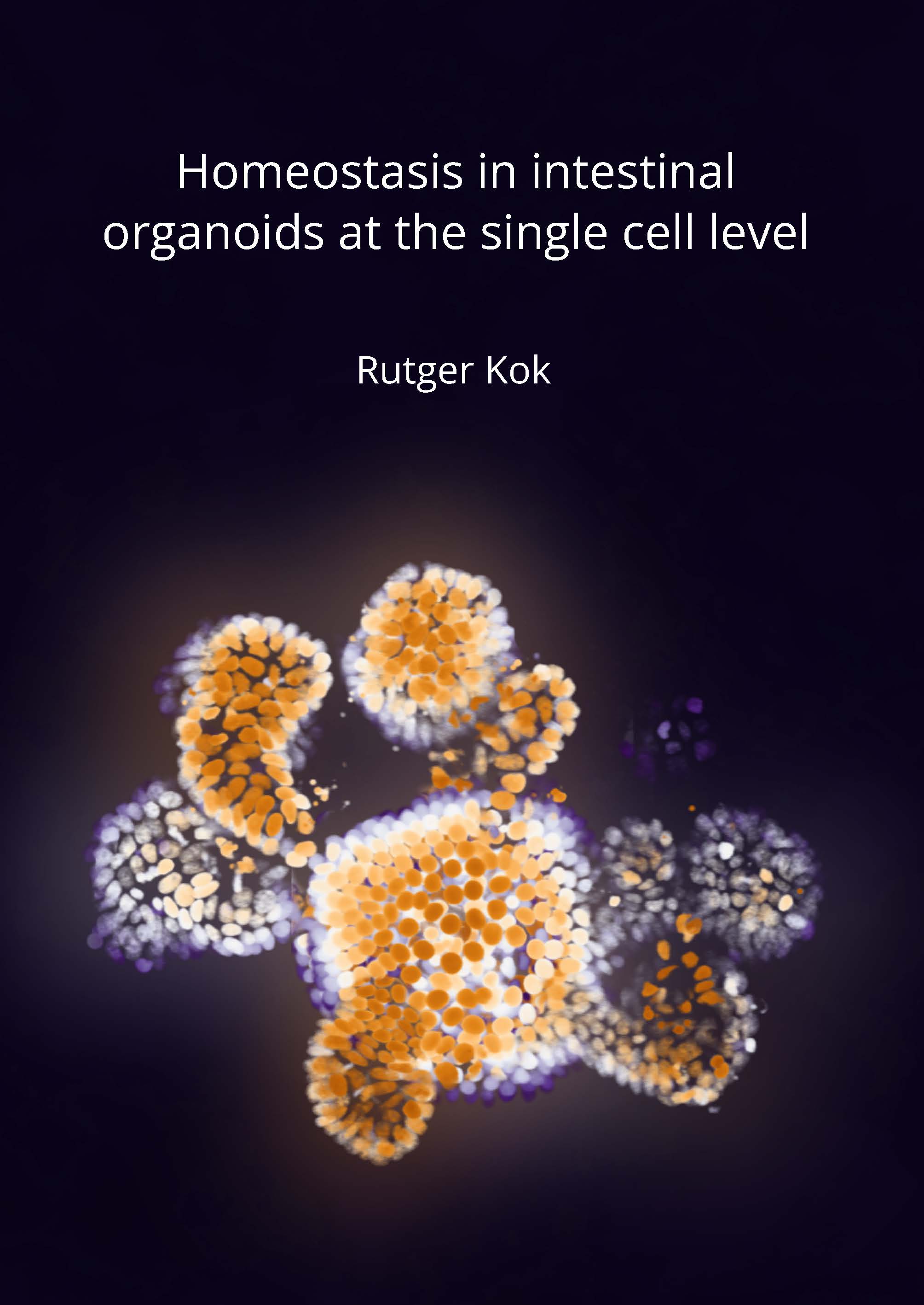 Cover of Homeostasis in intestinal organoids at the single cell level