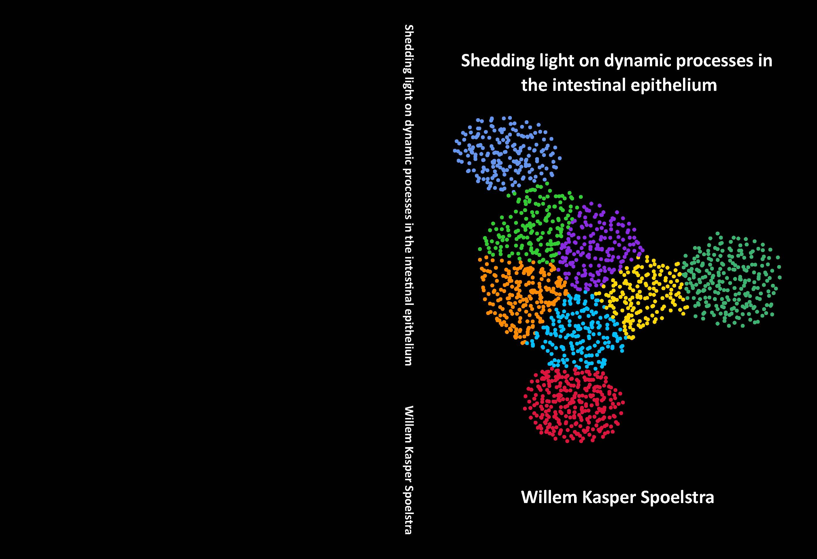 Cover of Shedding light on dynamic processes in the intestinal epithelium