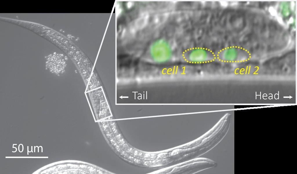 quantitative developmental biology jeroen van zon ERC AMOLF
