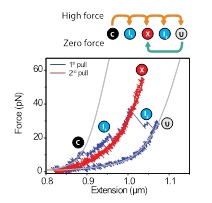 biophysics sander tans angewandte chemie