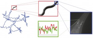 systems biology tom shimizu n2 traj variability 10min