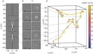 biophysics systems biology 3D tracking technique taute shimizu tans