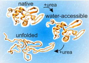 ultrafast spectroscopy huib bakker