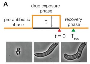 Stressed Out Bacteria Do Measure Up As They Grow E Coli Cells Constantly Mark Sites Where They Can Divide Once The Period Of Stress Is Over Amolf