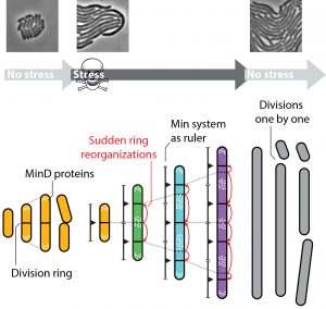 Stressed Out Bacteria Do Measure Up As They Grow E Coli Cells Constantly Mark Sites Where They Can Divide Once The Period Of Stress Is Over Amolf