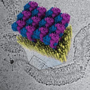 GBP1 proteins attach to the membrane of a bacterium