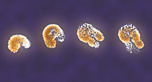 Illustration of organoids developing over time.